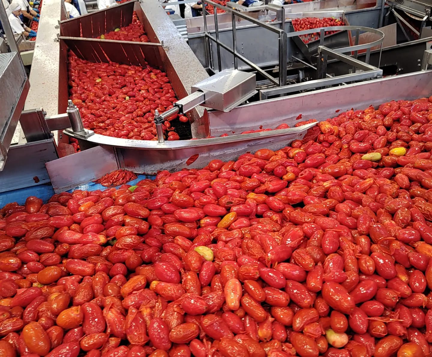 Indústria de processamento de tomates no Sul da Itália: campanha Meu Tomatí quer ampliar participação no mercado brasileiro.