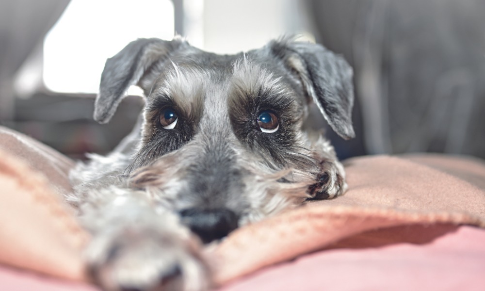 Broncas e punições tem efeito nocivo sobre os animais.