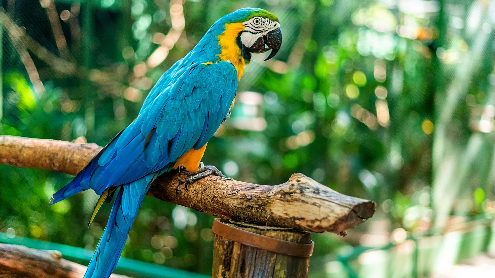 A visita ao refúgio de animais é um dos diferenciais do Bourbon Cataratas do Iguaçu Eco Resort