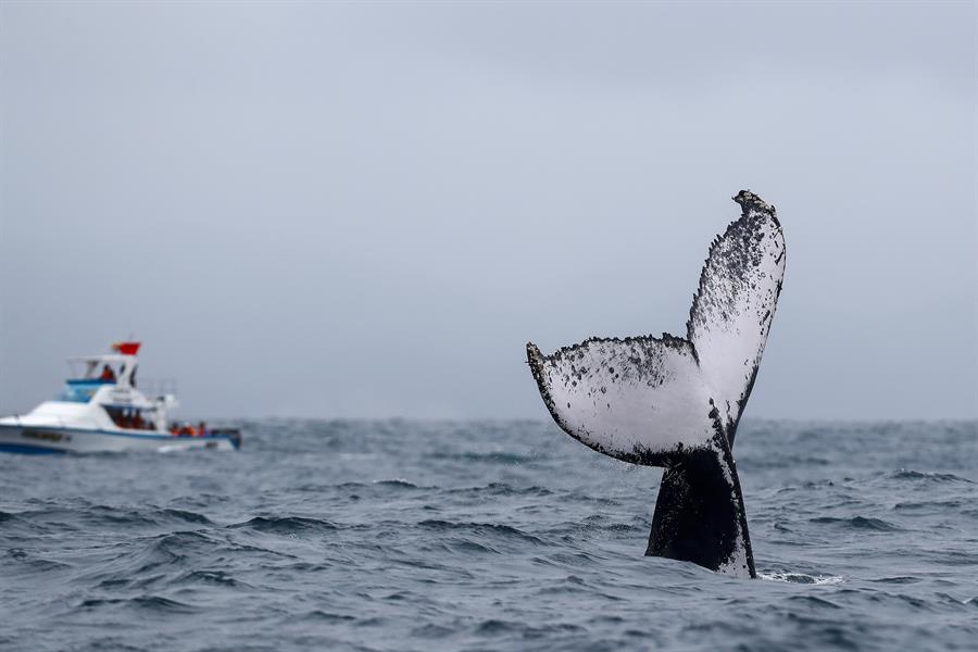 Bolsonaro está sendo investigado por suposto molestamento de uma baleia jubarte no litoral norte de São Paulo.