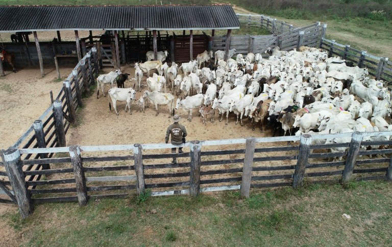 Autuações do ICMBio são alvo de denúncias de pecuaristas