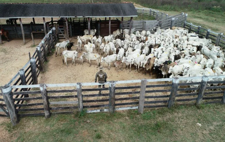 Autuações do ICMBio são alvo de denúncias de pecuaristas