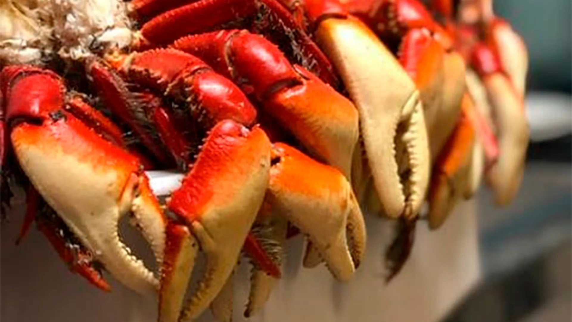 O rodízio de caranguejo da Sforno Pizzaria funciona de terça-feira a domingo, a partir das 19h30