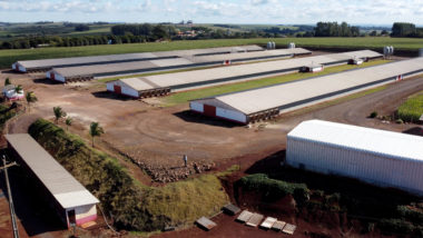 Granja de frangos em Toledo (PR). A cidade é carro-chefe do sucesso da produção de carne de frango no Paraná.