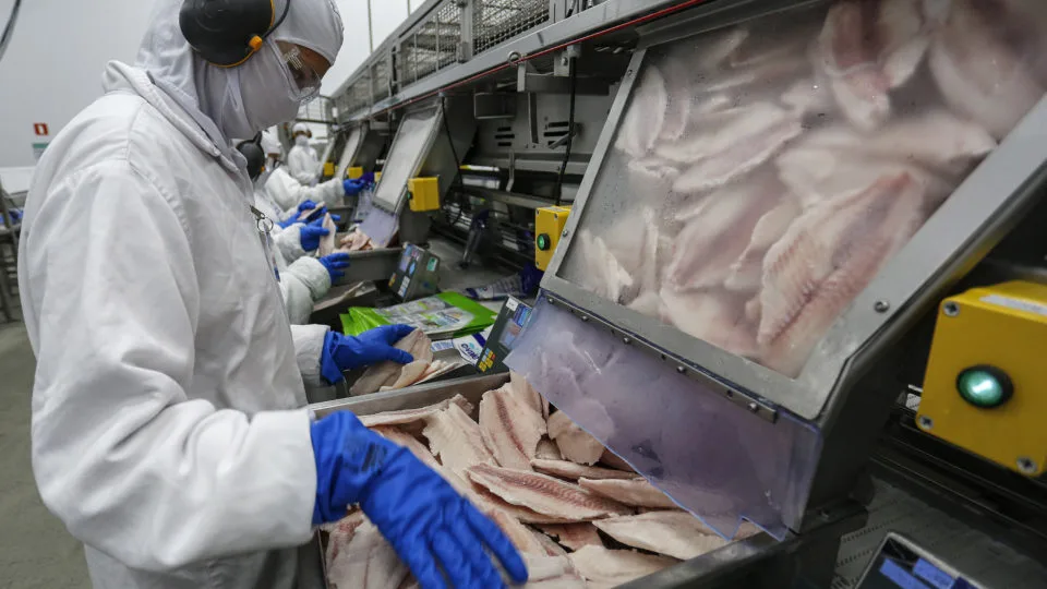 Alavancada pelas cooperativas, produção de tilápias do Paraná ganha o mundo.