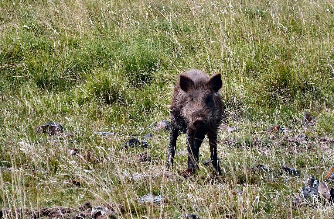 Caça de javalis pode ser liberada em Santa Catarina