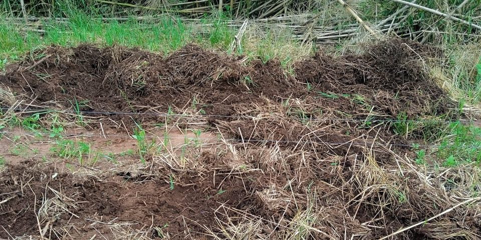 Estragos provocados por javali em uma propriedade em Santa Catarina.