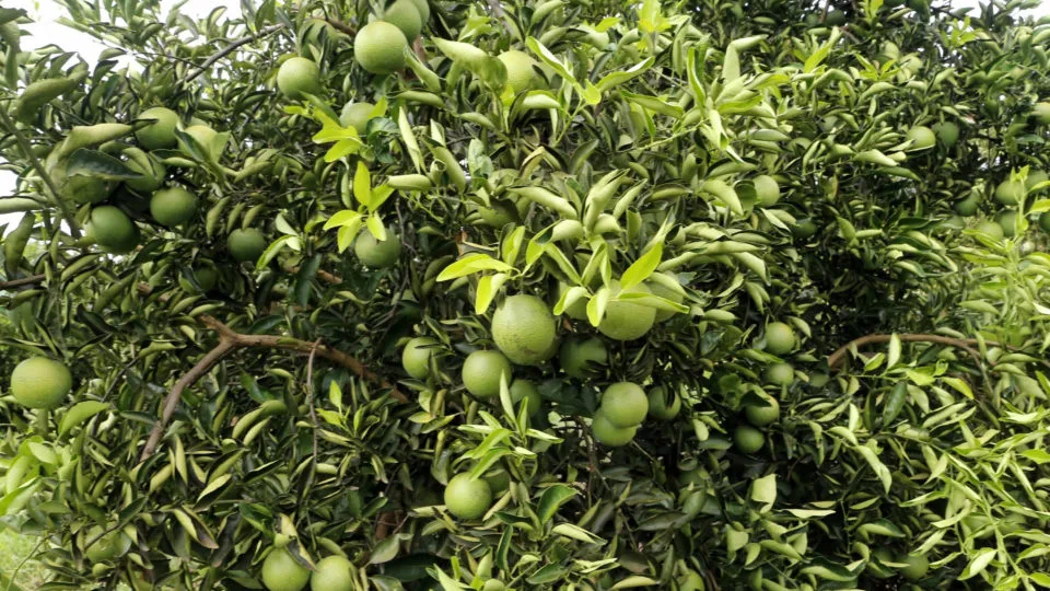 Área ocupada pela citricultura no Paraná é de aproximadamente 29.200 hectares, sendo 20.700 hectares de laranjas, 7.000 de tangerinas e 1.500 hectares de lima ácida tahiti.