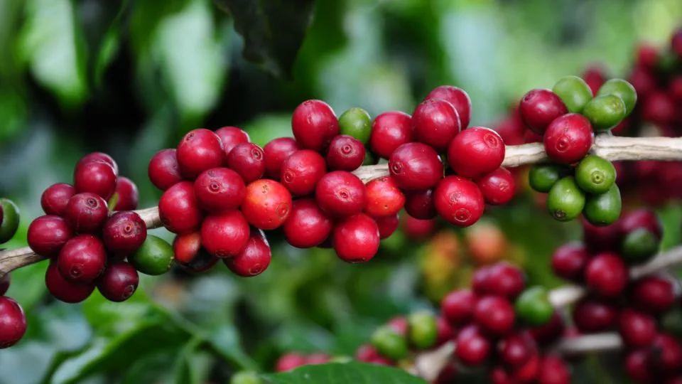 Consumidor brasileiro tem aderido a cafés com qualidade superior, nos últimos anos.