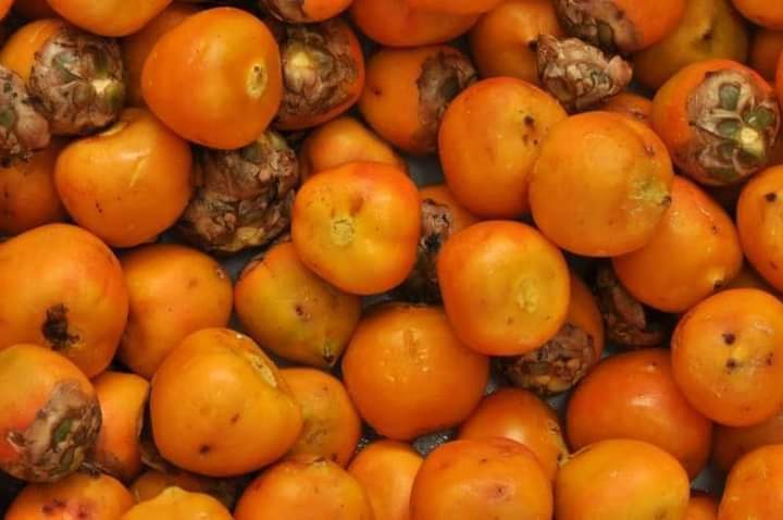 Cachaça artesanal feita a partir do butiá resgata parte da história tradicional de Santa Catarina.