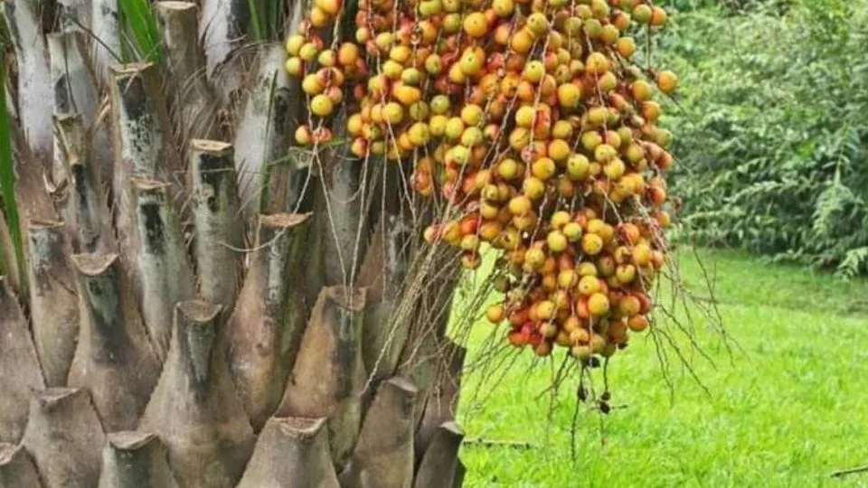 Cachaça de butiá começou pela ideia de criar um produto que representasse o litoral catarinense.