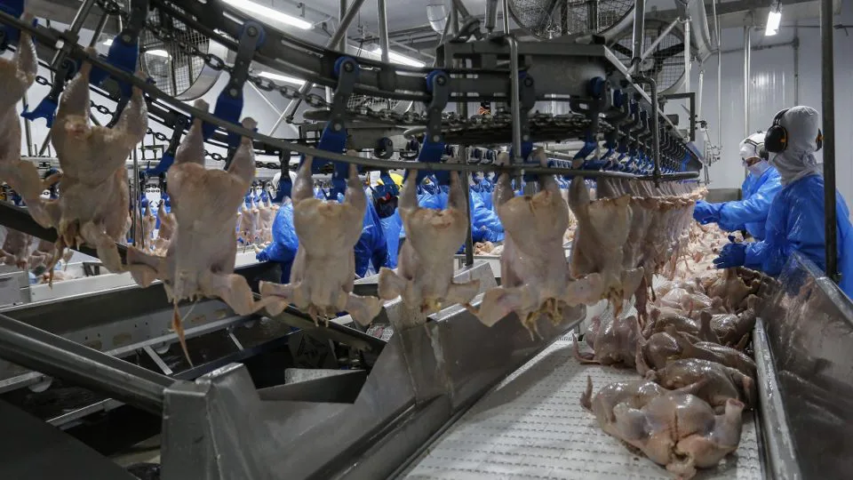 O setor de avicultura do estado movimentou US$ 3,2 bilhões em 2023.