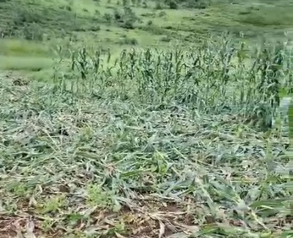 A suspensão da caça de javalis causou estragos em diversas plantações no Brasil. Na imagem, uma plantação de milho atacada por javalis, no município de Alagoa, Minas Gerais.