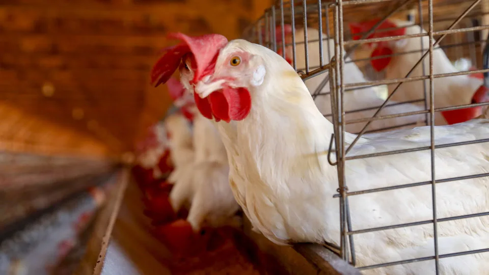Brasil é o maior produtor e exportador da carne de frango.
