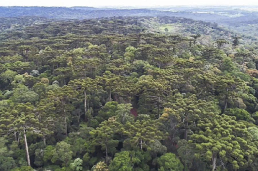 Floresta de araucárias na terra indígena Mangueirinha.