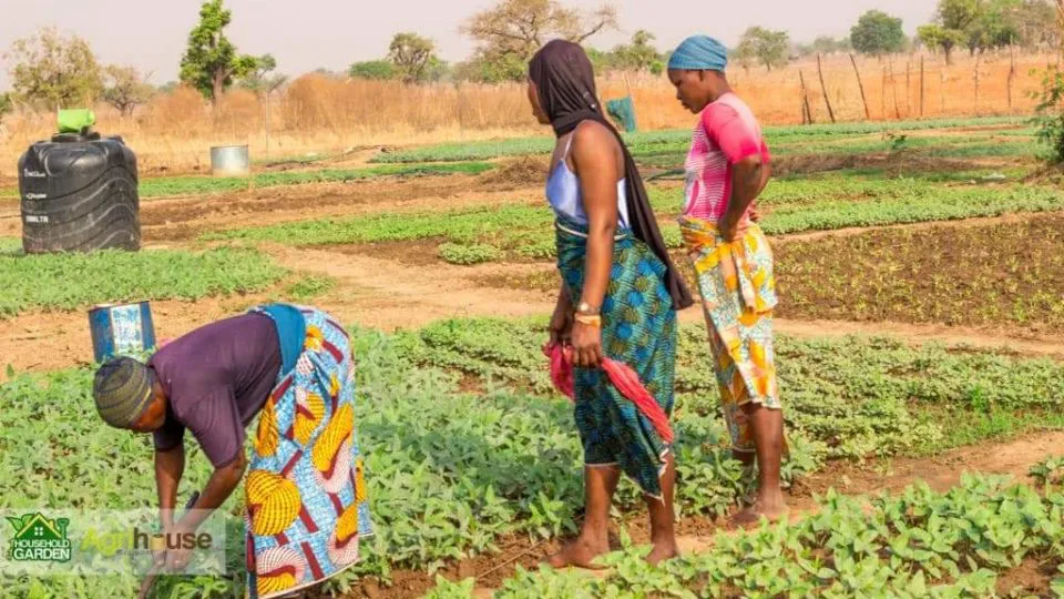 Em Gana, a raiz é cultivada em casa por mulheres e o trabalho é 100% manual.