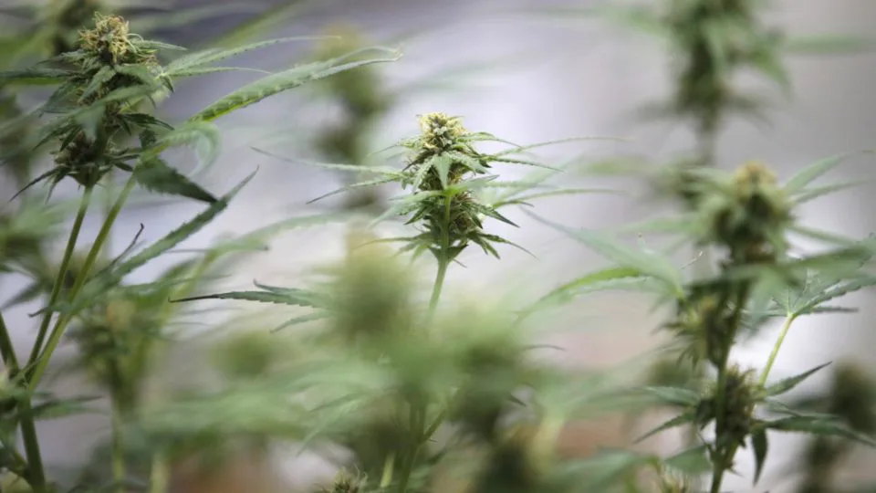Plantas de maconha são exibidas na Asia International Hemp Expo 2023 em Bangkok, Tailândia, 22 de novembro de 2023.