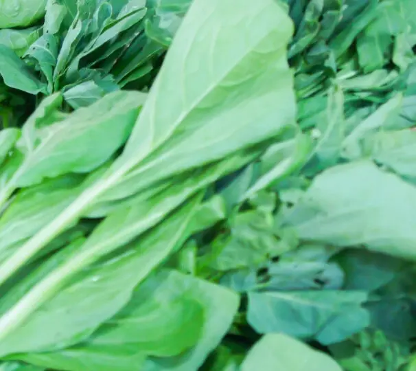 Vegetais de folhas verdes (espinafre, couve, acelga)-9x16-606x1077
