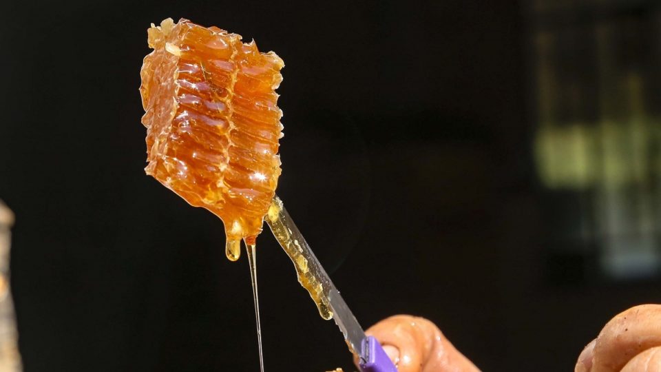 Vacina da Covid-19 será obrigatória para crianças de 6 meses a 5 anos Produção de mel