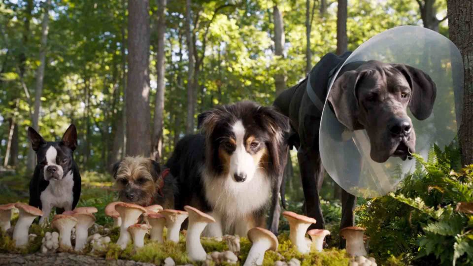 A matilha que protagoniza o filme "Ruim pra Cachorro"