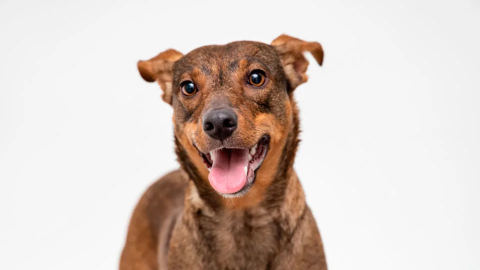 A alimentação natural proporciona maior longevidade, bem-estar e disposição para o cachorro.