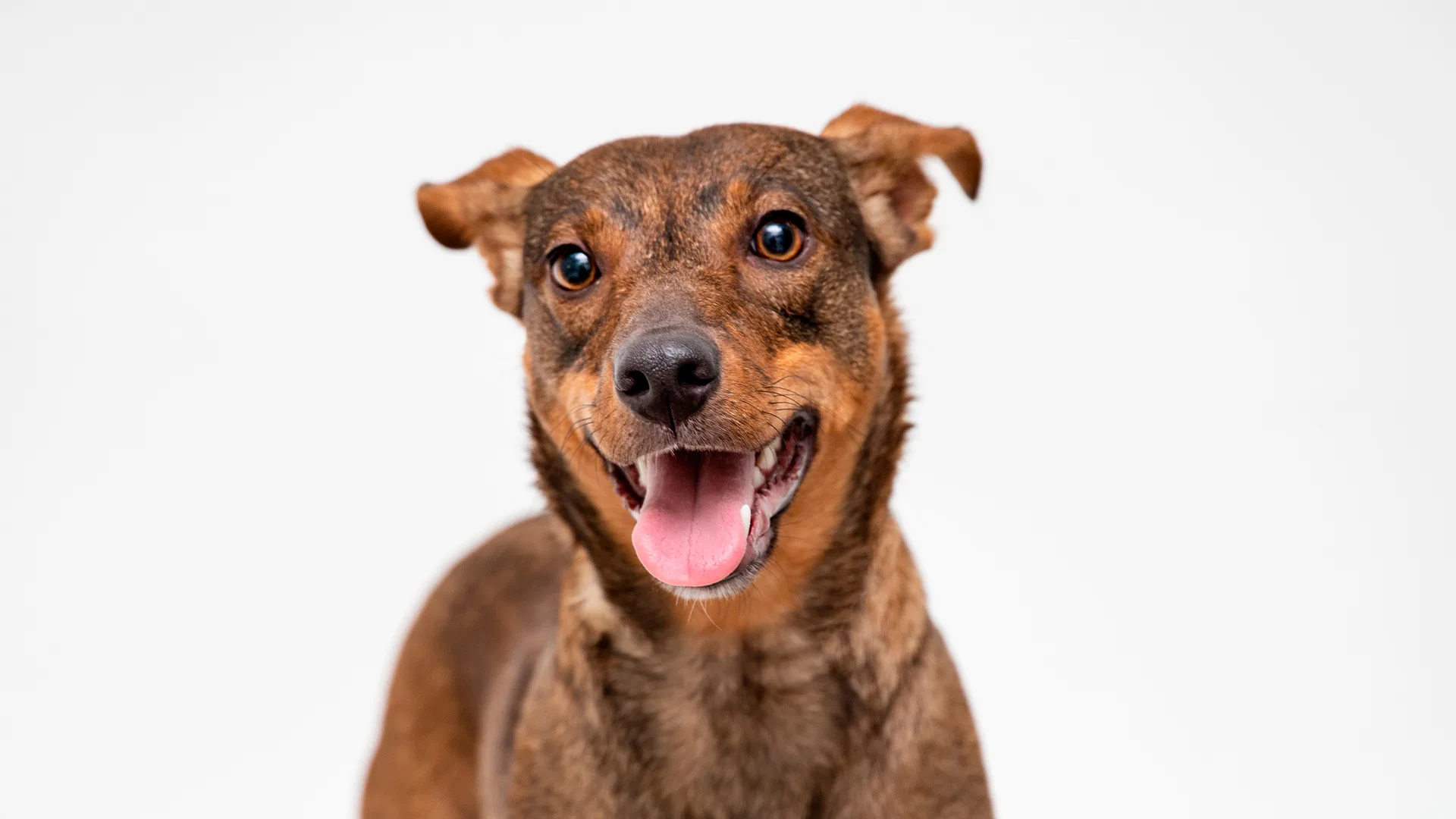 A alimentação natural proporciona maior longevidade, bem-estar e disposição para o cachorro.