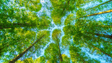 Notícias sobre a COP-30