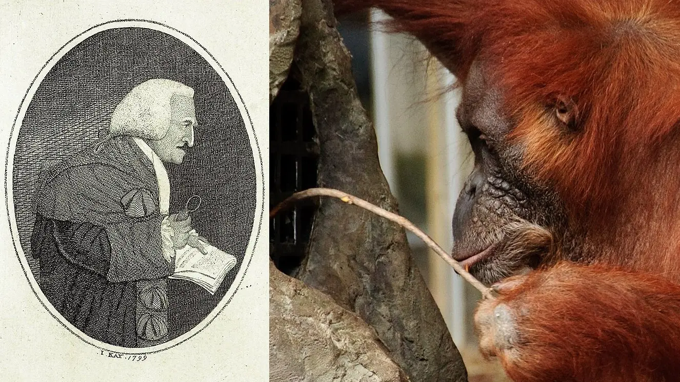 À esquerda, caricatura do Lorde Monboddo, de 1799. À direita, um orangotango usando um graveto como ferramenta. John Kay/Colin Knowles/Wikimedia Commons