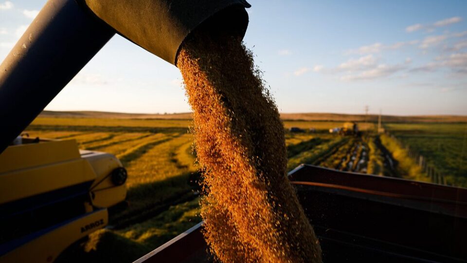 Colheita de arroz em Bagé (RS), uma das principais regiões produtoras do cereal no país