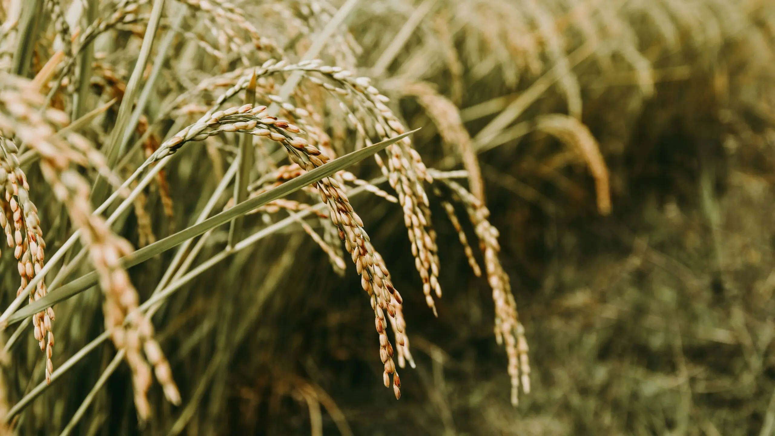 Um TSE sério daria 24h para Lula explicar arroz com marca própria, diz ex-ministro