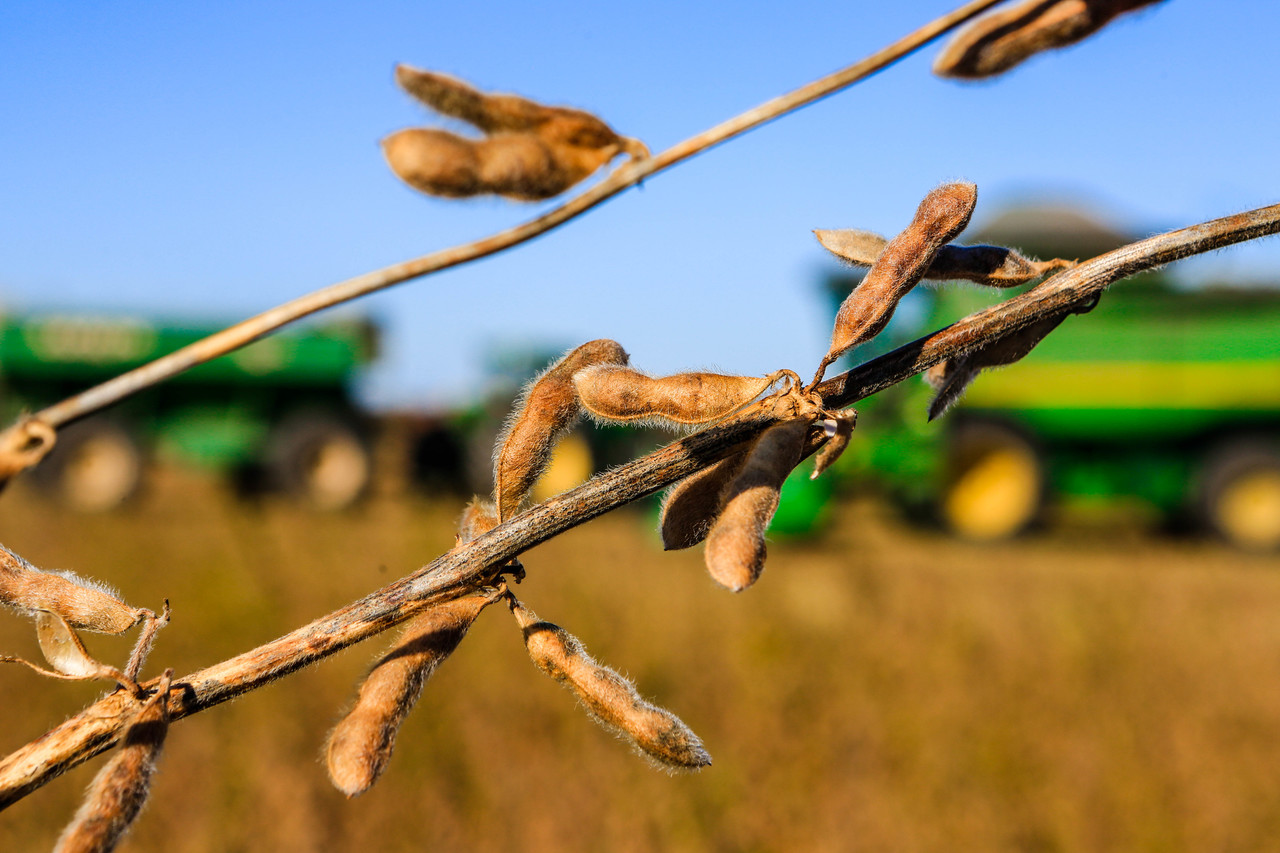 Anec: mais de 97% da soja cultivada na Amazônia Legal ocorre em área certificada de não desmatamento desde 2008