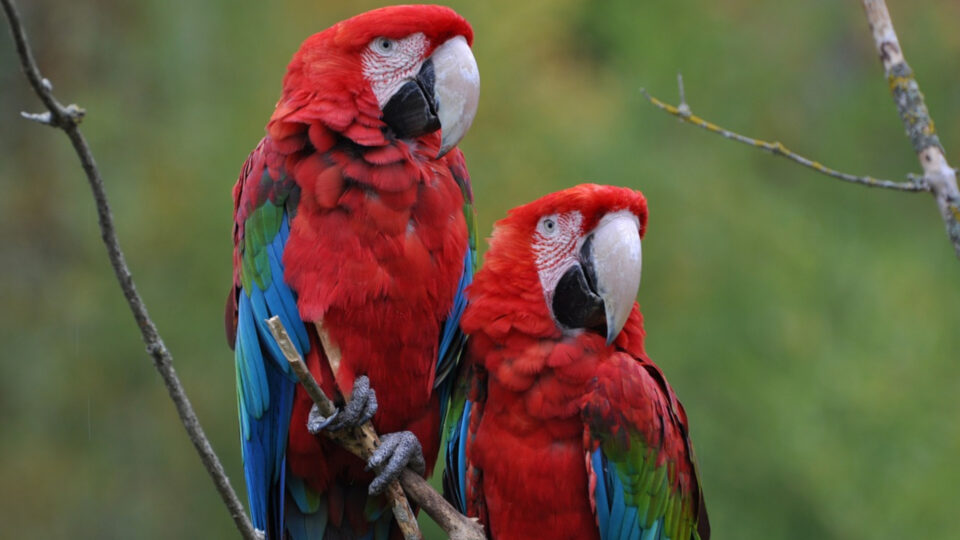 Preservar a biodiversidade é essencial para manter o equilíbrio da natureza