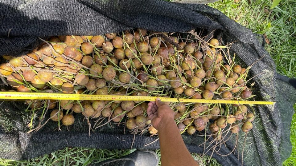 Polpa e amêndoa da macaúba produzem óleos com atributos diferentes