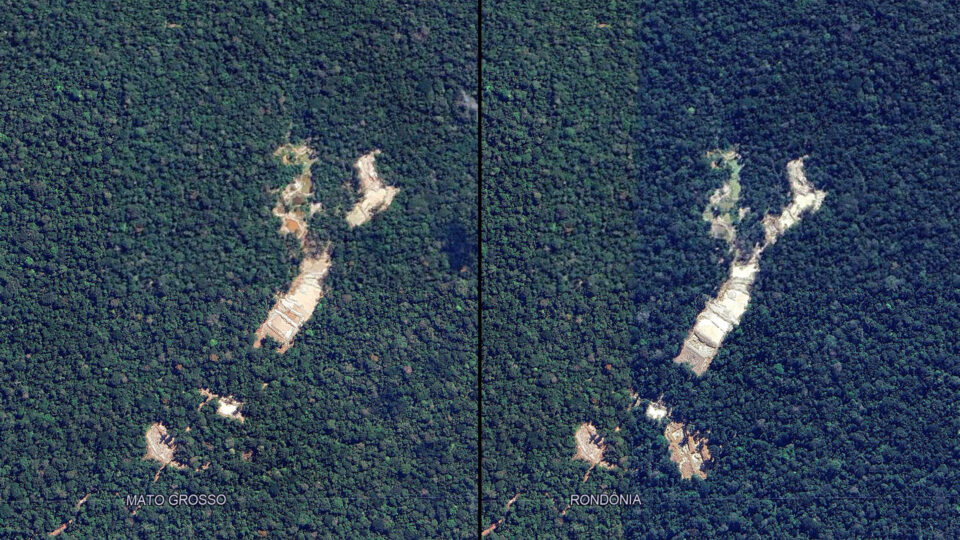 Imagens do garimpo registradas pelo Google Earth Pro apontam que em 13 dias houve um aumento de 20% na área explorada para mineração ilegal de ouro na Terra Indígena Sete de Setembro.
