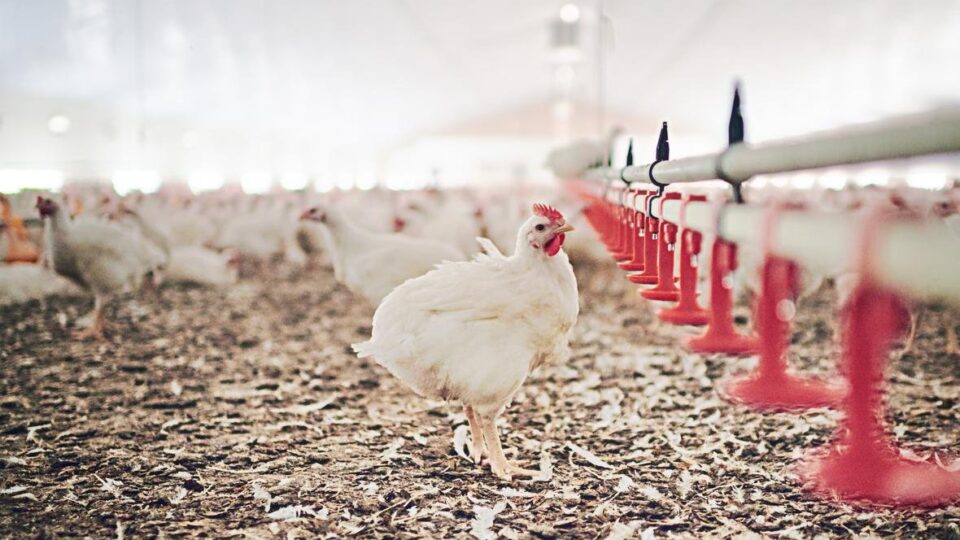 ADM Nutrição animal
