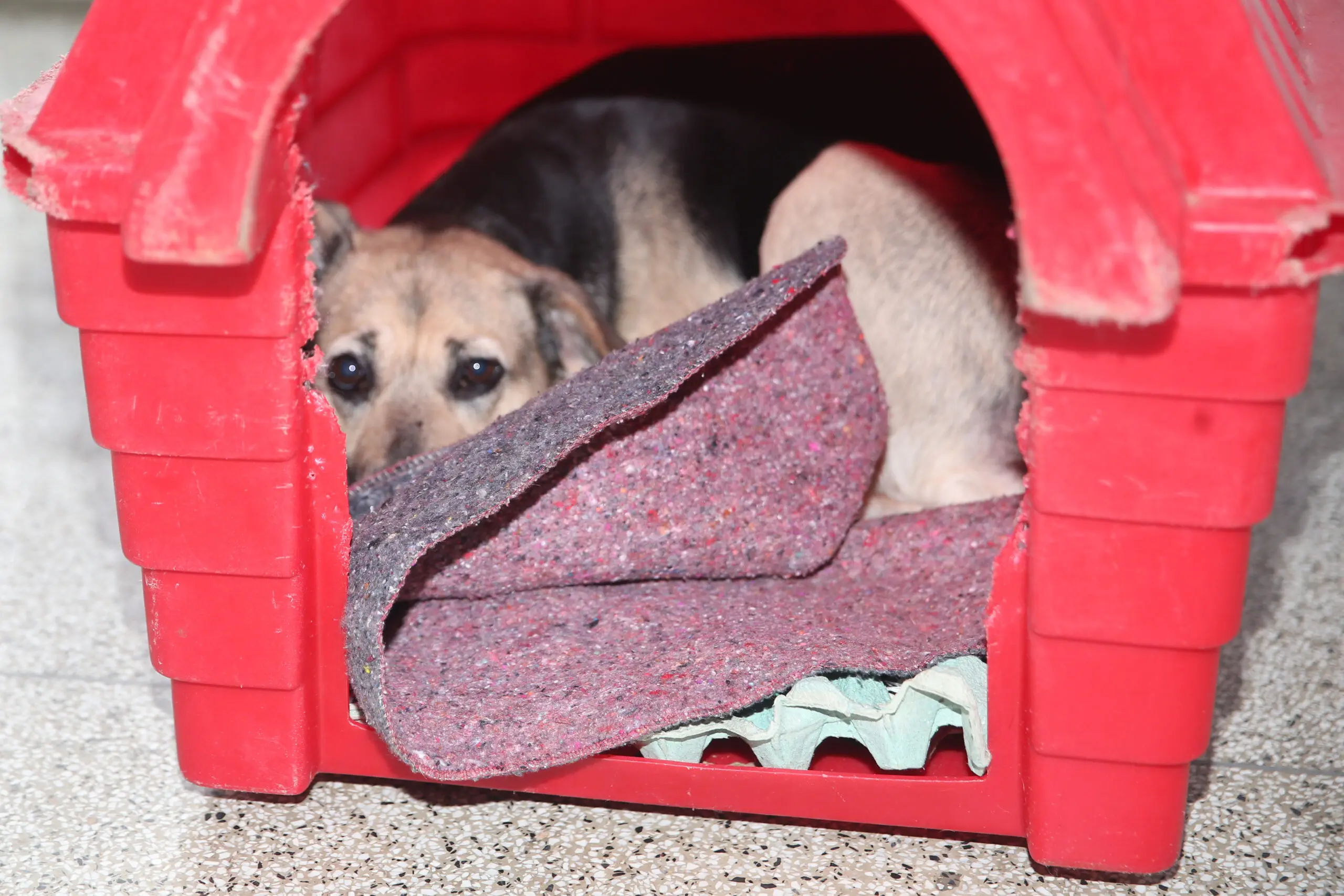 Criação de animais domésticos tem legislação cada vez mais restritiva.