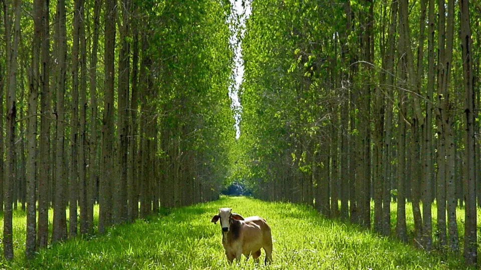 Integração Lavoura-Pecuária-Floresta pode ajudar a conter emissão de gases e evitar taxa do arroto