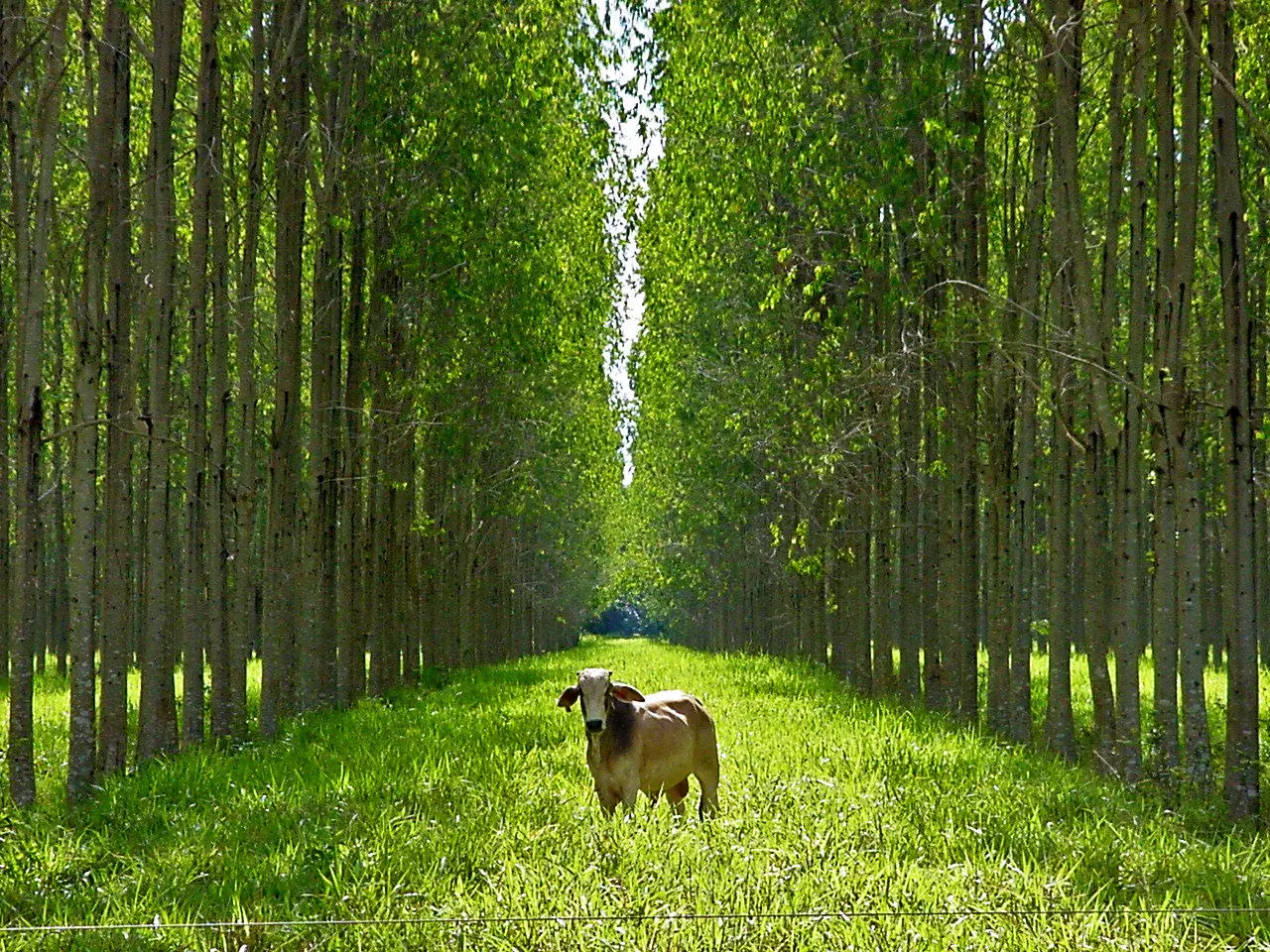 Integração Lavoura-Pecuária-Floresta pode ajudar a conter emissão de gases e evitar taxa do arroto