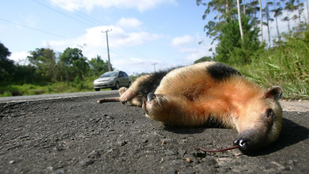 Responsabilização das concessionárias não se aplica em caso de acidentes com animais silvestres, definiu o STJ.