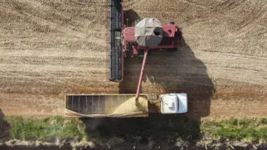 A cultura da soja, associada à produção de proteína animal, alavancou os resultados do VBP do agronegócio paranaense.