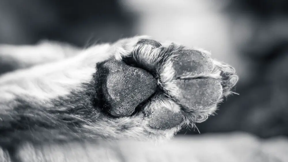 Ex-marido é condenado a pagar pensão para cão após separação