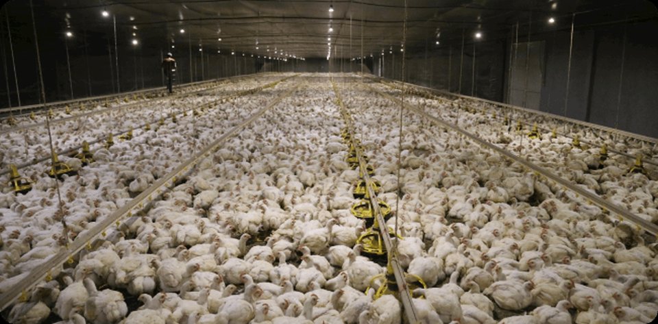 GTFoods monitora 100% dos aviários.