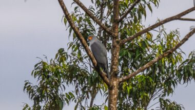 Foto inédita do açor da Nova Bretanha, que está na lista das aves ameaçadas de extinção. População local da ilha também considera a ave rara.