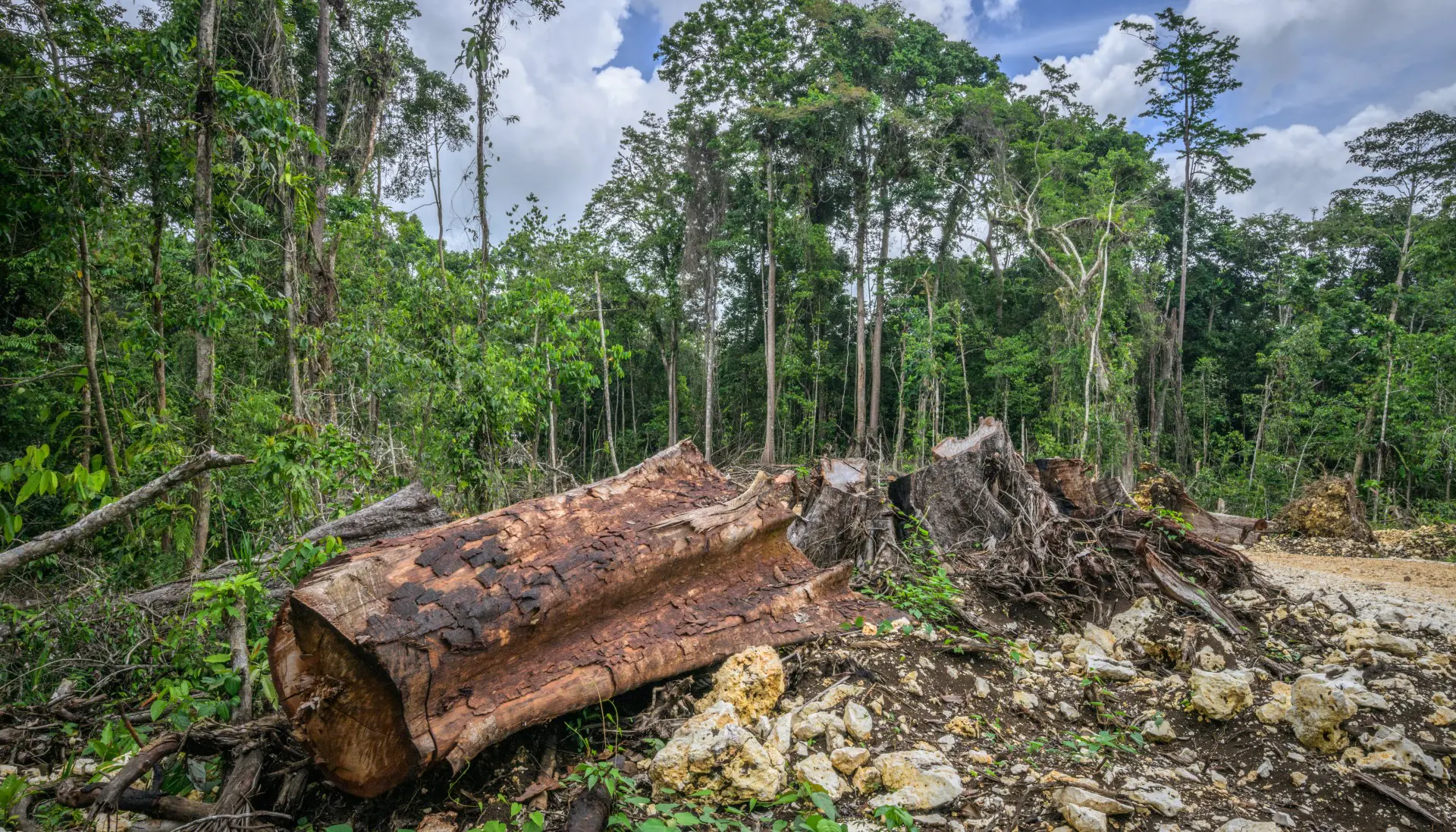 Sinais de desmatamento no distrito de Pomio, leste da ilha de Nova Bretanha, na Papua Nova Guiné.