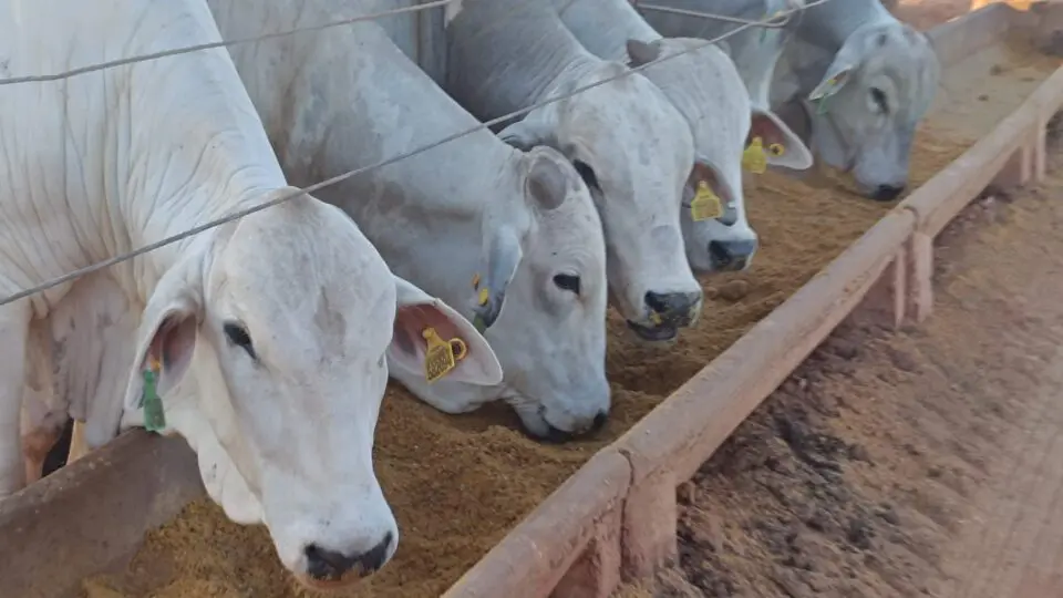 Uso de DDG na alimentação do gado
