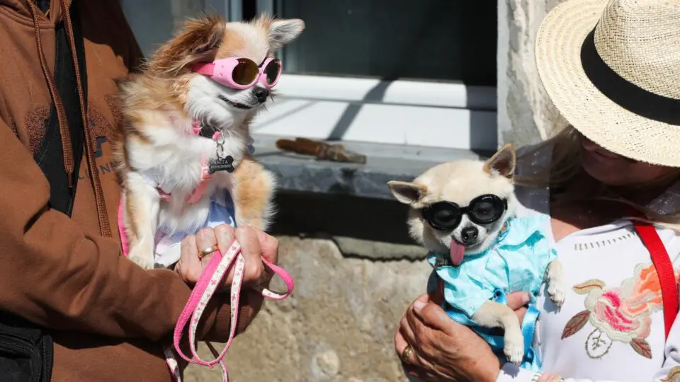 Vizinhos chegam com seus cães à festa de aniversário do cão mais velho do mundo, Bobi, após completar 31 anos, na vila rural de Conqueiros, Leiria, centro de Portugal, 13 de maio de 2023.