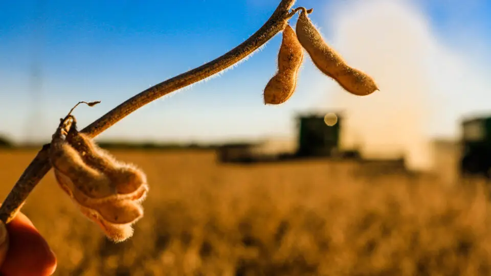 Contraste no campo: mesmo com a produção ativa no Centro-Oeste, o agronegócio enfrenta sua pior crise de liquidez e lidera os pedidos de recuperação judicial.