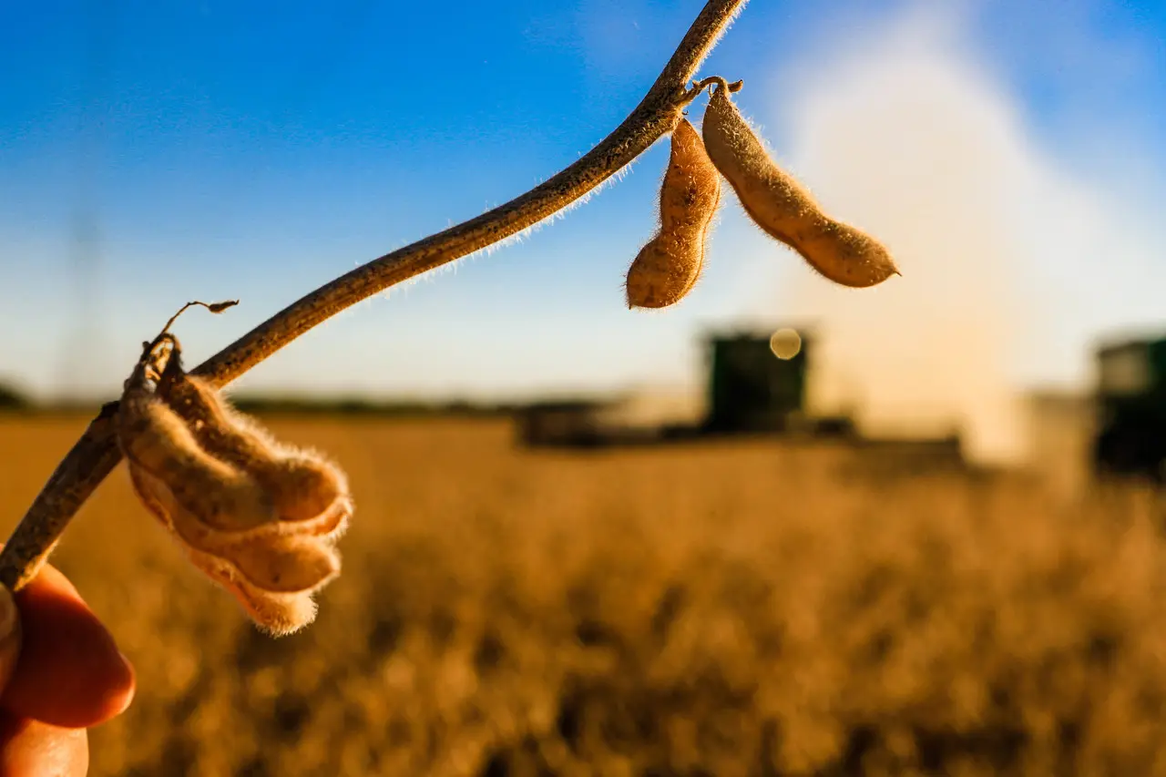 Colheita de soja no Centro-Oeste deve alcançar 79,8 milhões de toneladas em 2025, 17,1% mais que na safra anterior.