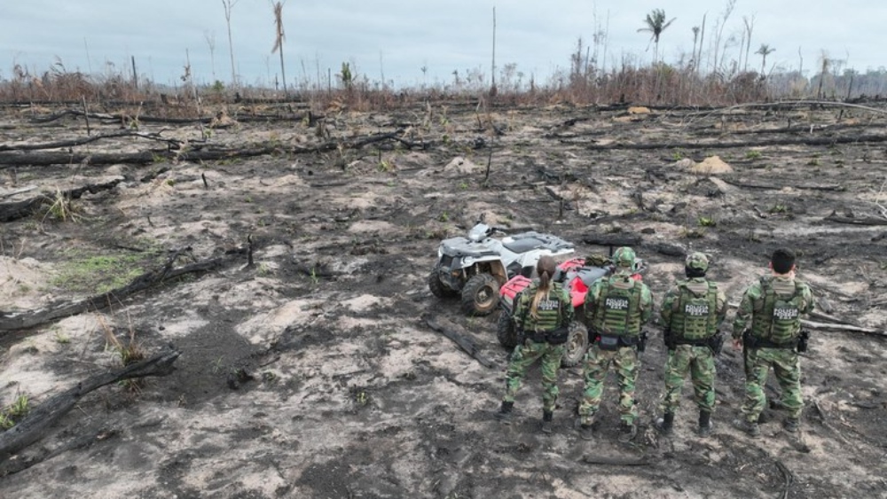 Autoridade também apreendeu 1,1 mil cabeças de gado e armas de fogo. Área queimada chegou a 950 hectares.