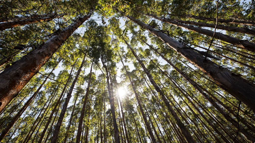 Soluções desenvolvidas por startups que usam a tecnologia para combate e prevenção de queimadas são usadas pelo setor de floresta de plantio brasileiro, que também contribui com a sustentabilidade do planeta com 1,8 mil árvores plantadas por dia